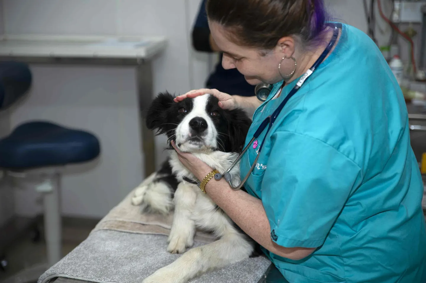 Veterinária examinando um cachorro na UPA Pet